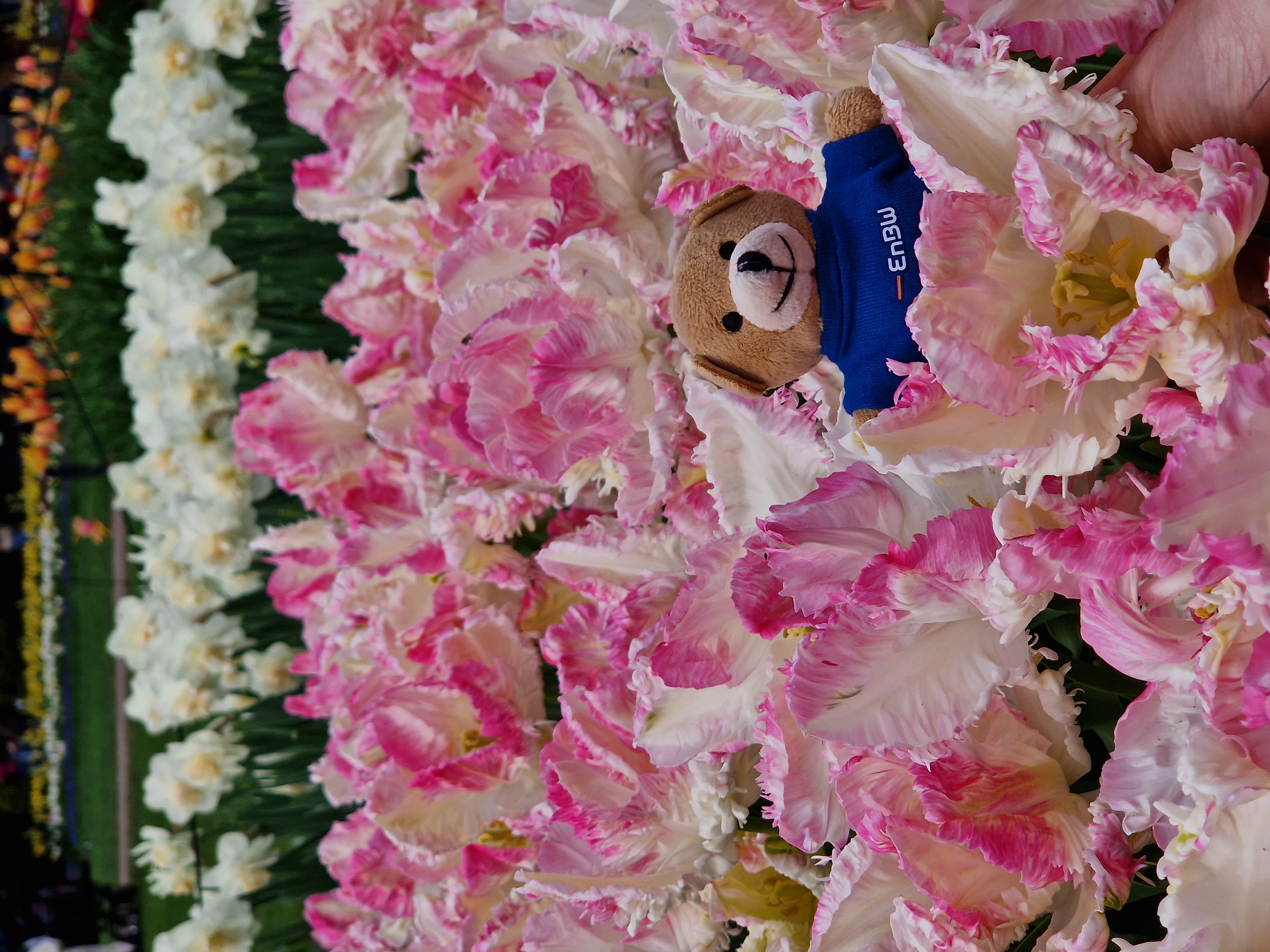 Kraftbear in pink fringed tulips