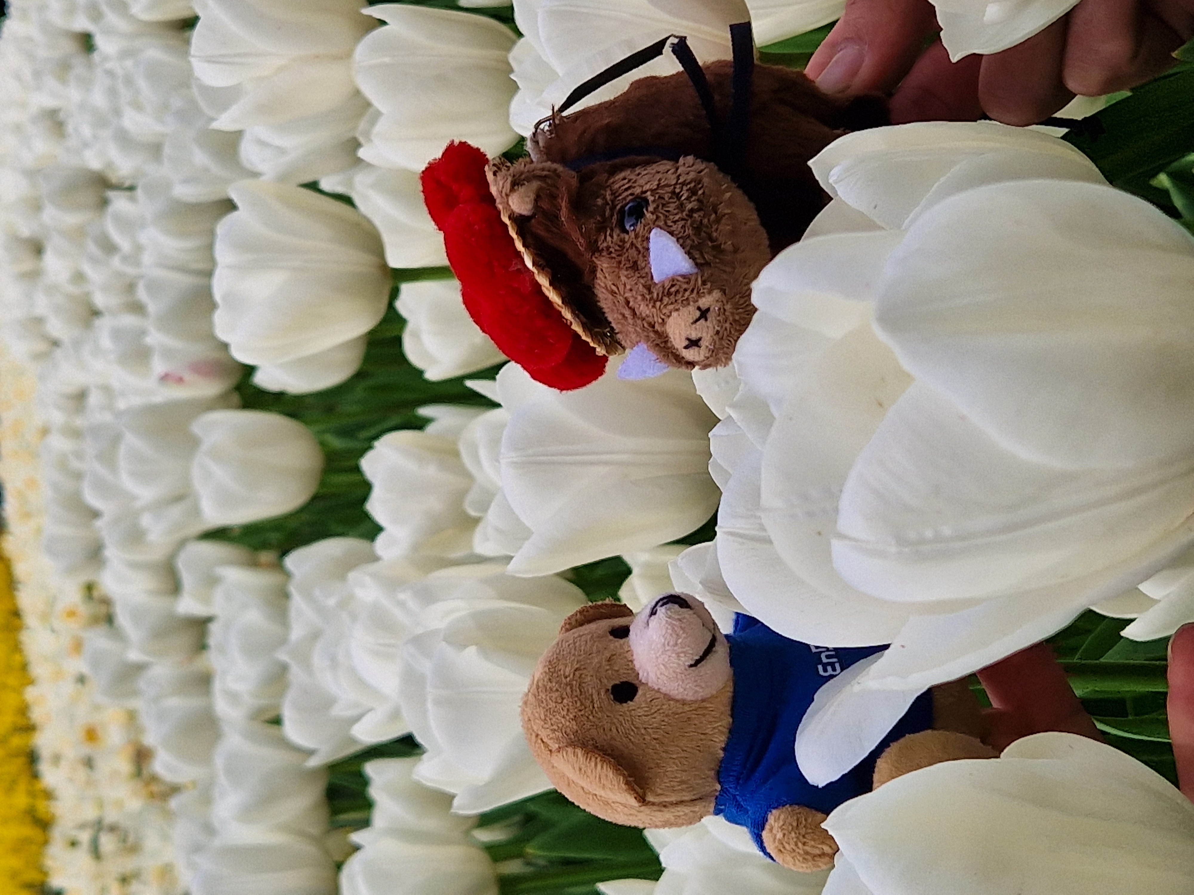 Kraftbear and Willie in white tulips